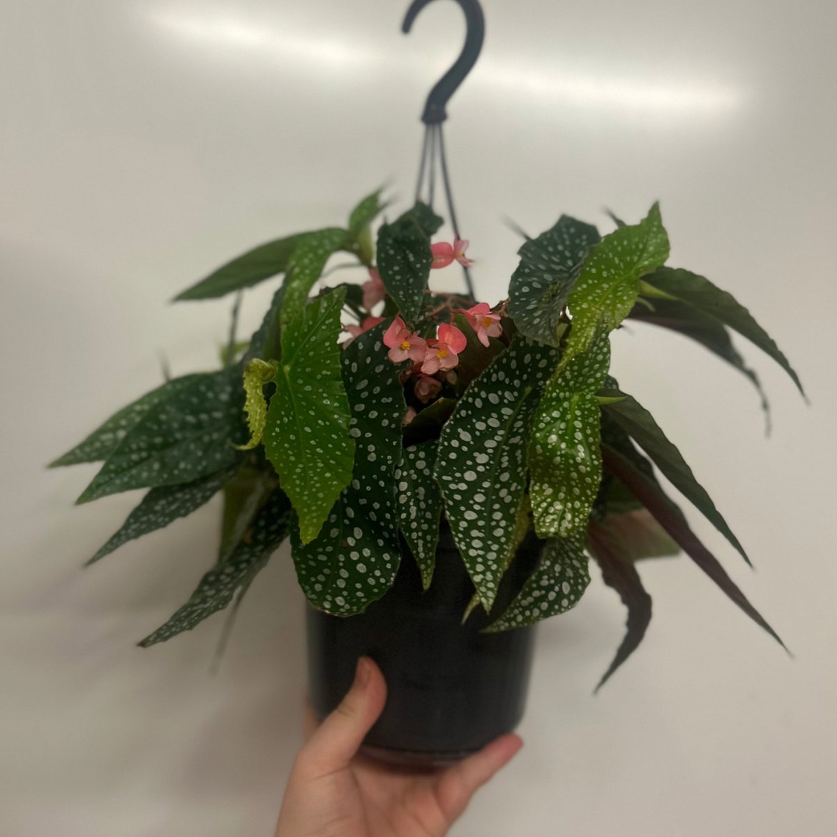 Hanging- Begonia “Double Dot”