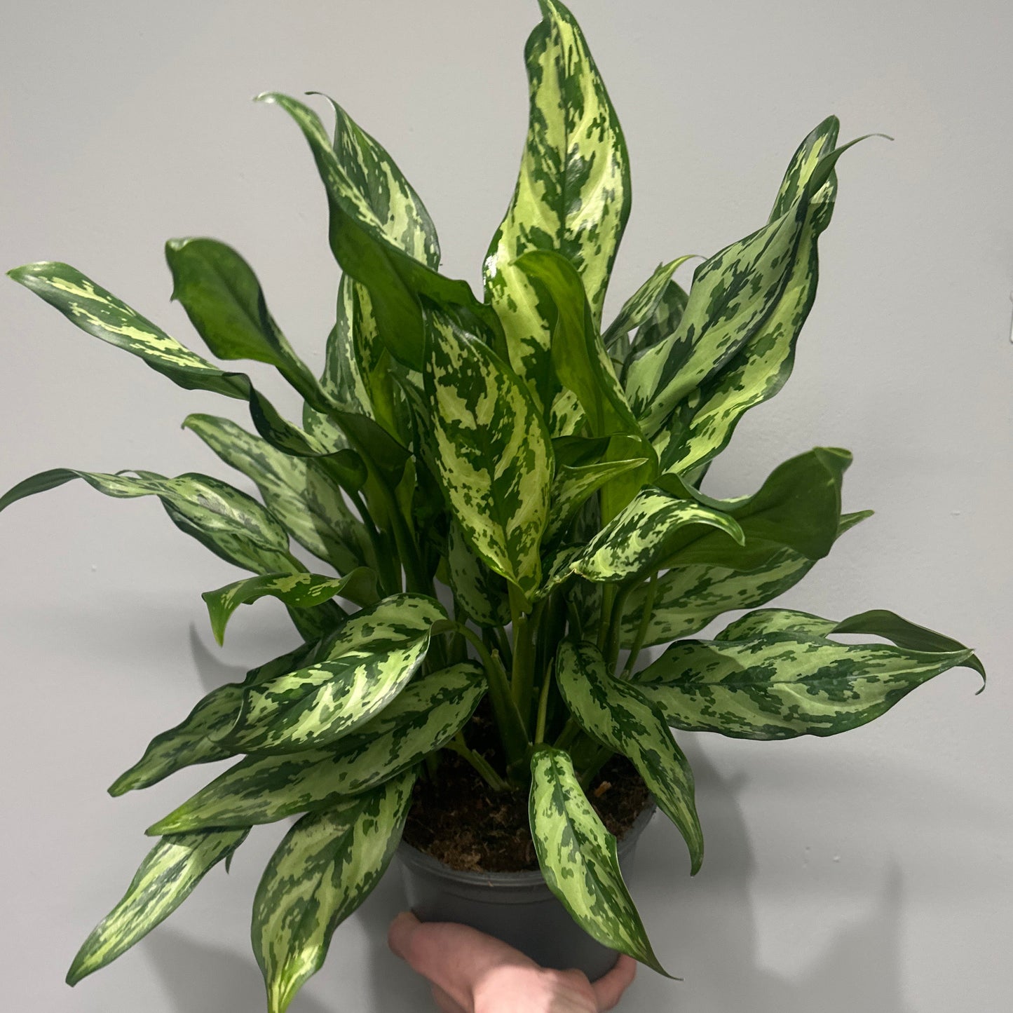 Aglaonema Miss Juliette