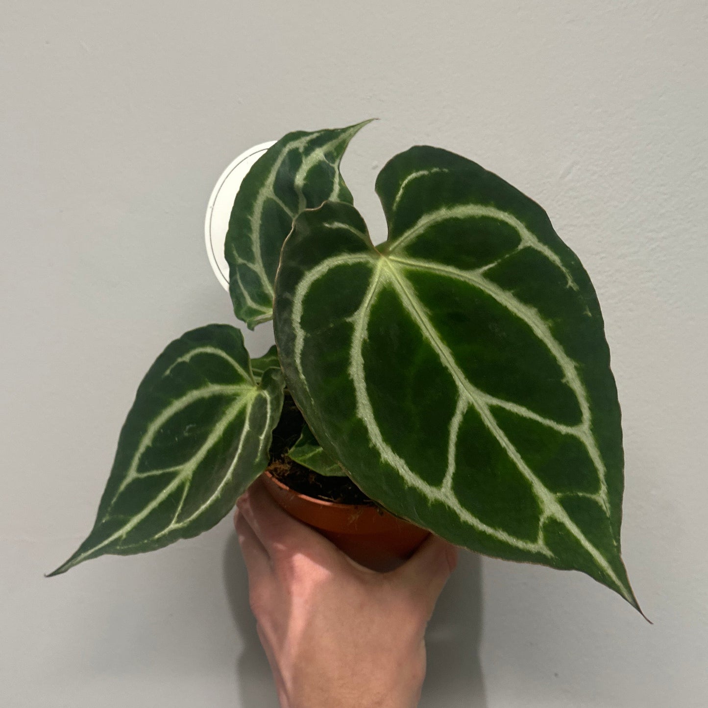 Anthurium Crystallinum - Grade B