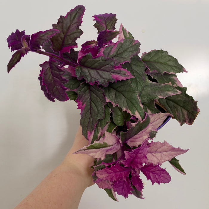 Gynura Purple Passion Variegated