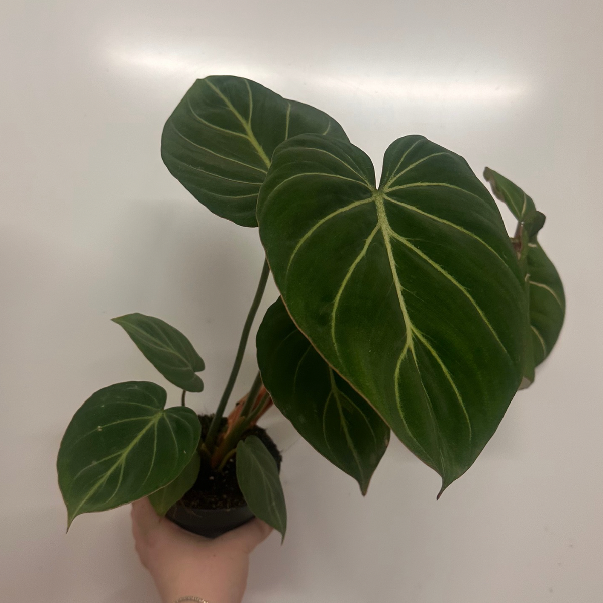 Philodendron Gloriosum 'Zebra'