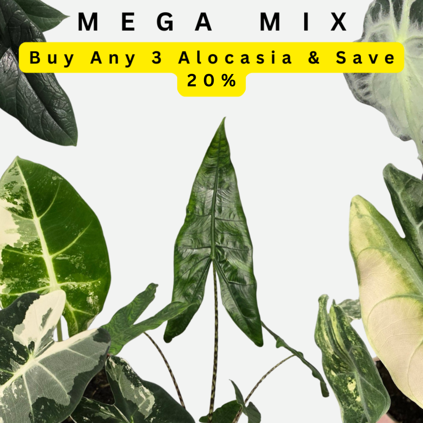 Mix Any 3 Alocasia & Save 20%