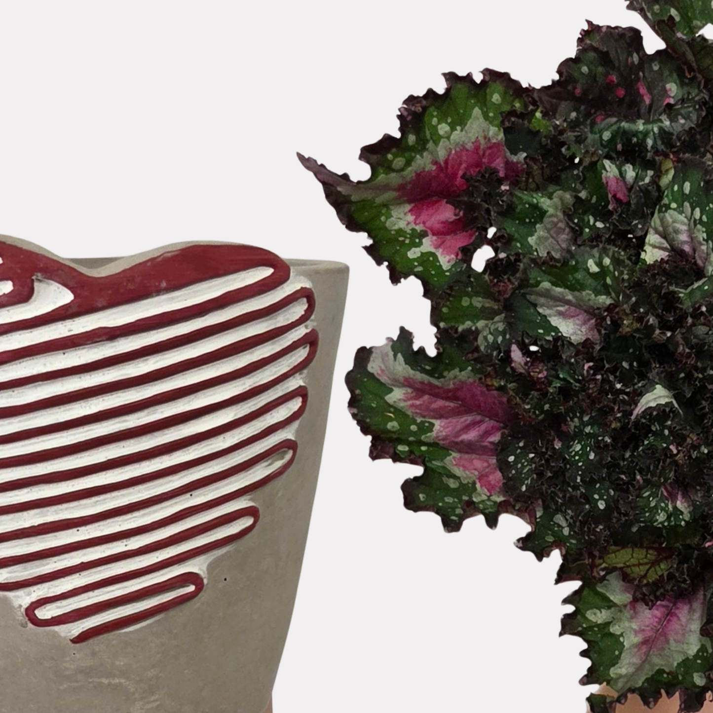 Begonia Rex Purple Blush & Heart Pot Bundle