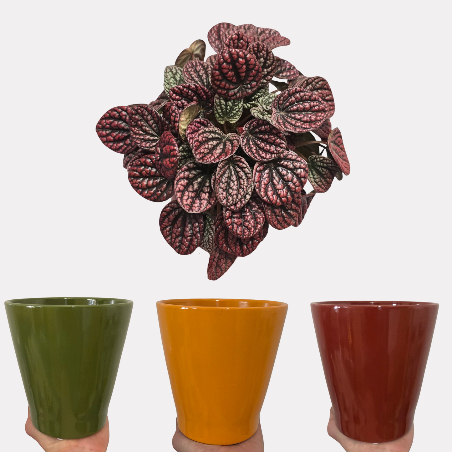 Peperomia Lucinda & Vista Pot Bundle