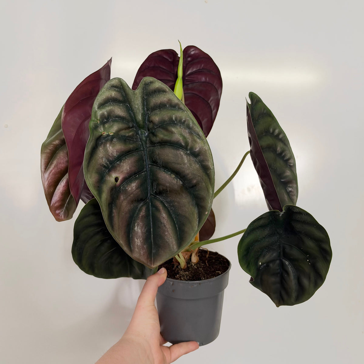Alocasia Cuprea Red Secret