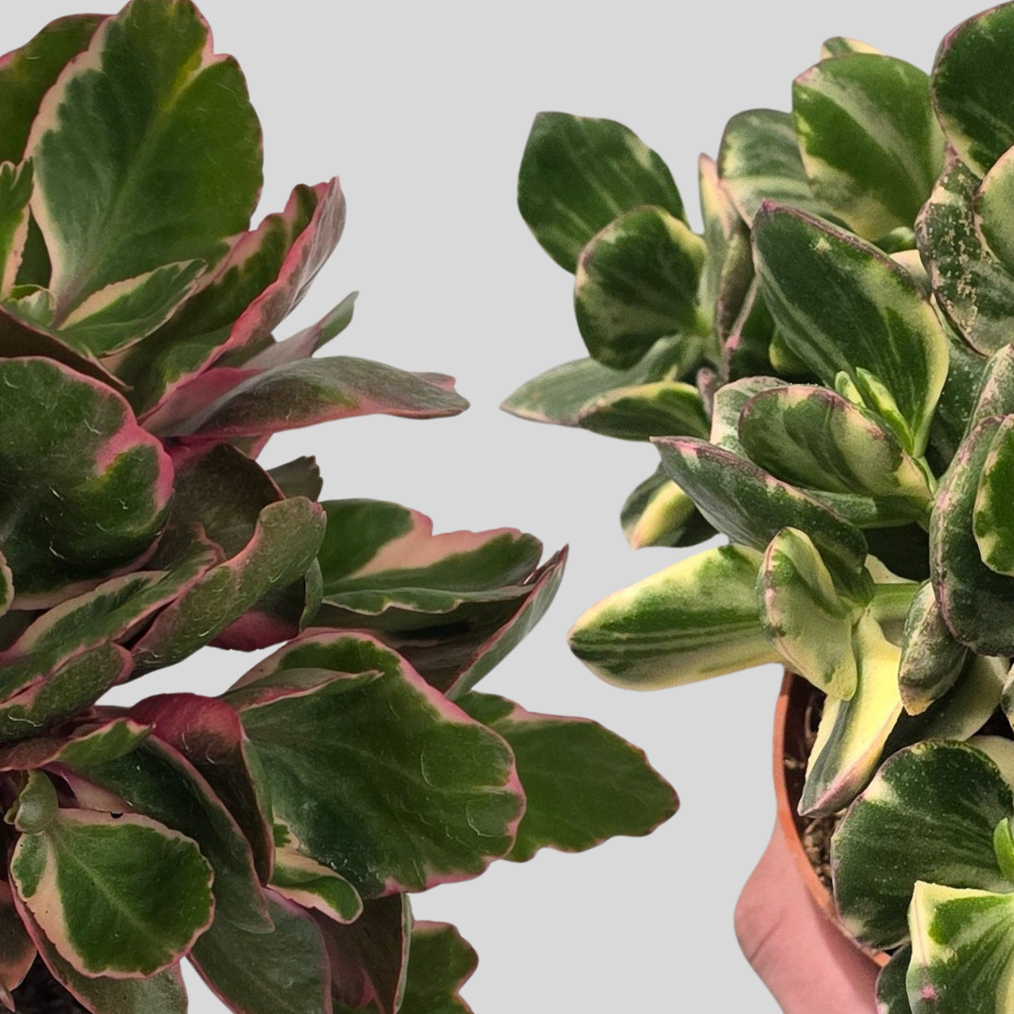 Kalanchoe & Varigated Crassula Bundle