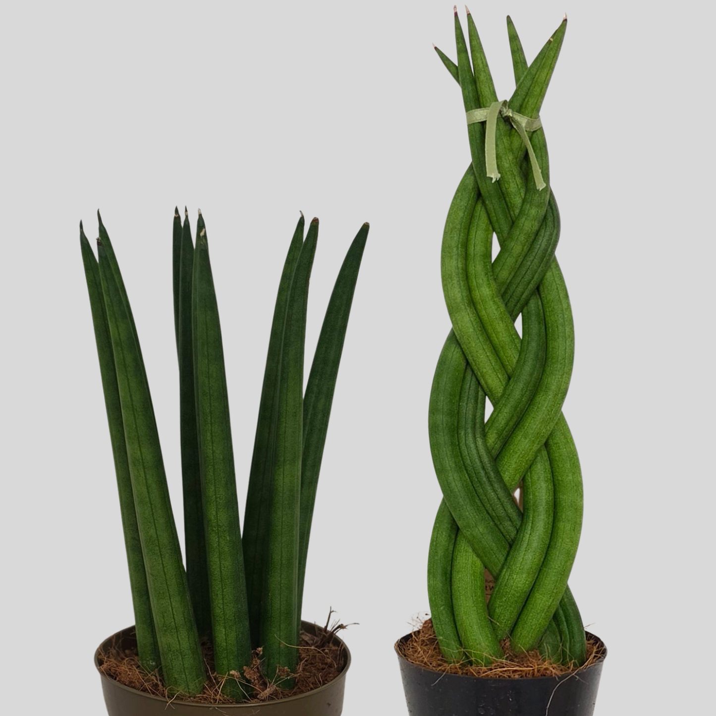 Sansevieria Cylindrica & Twist Bundle
