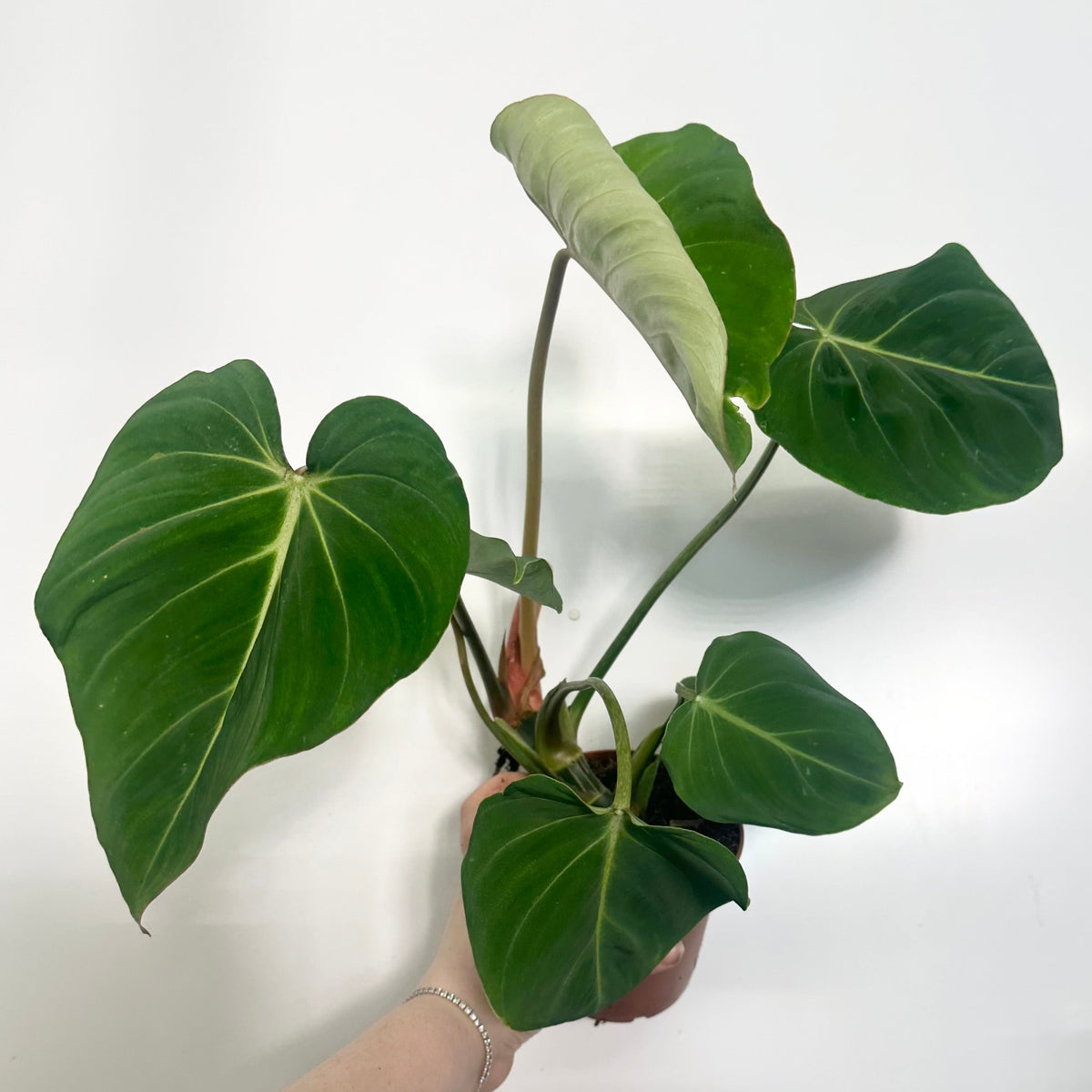 Philodendron Gloriosum