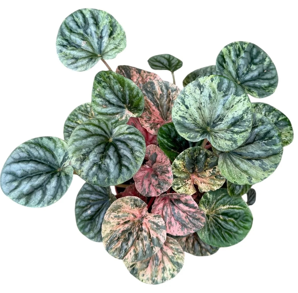 Peperomia “Pink Lady”