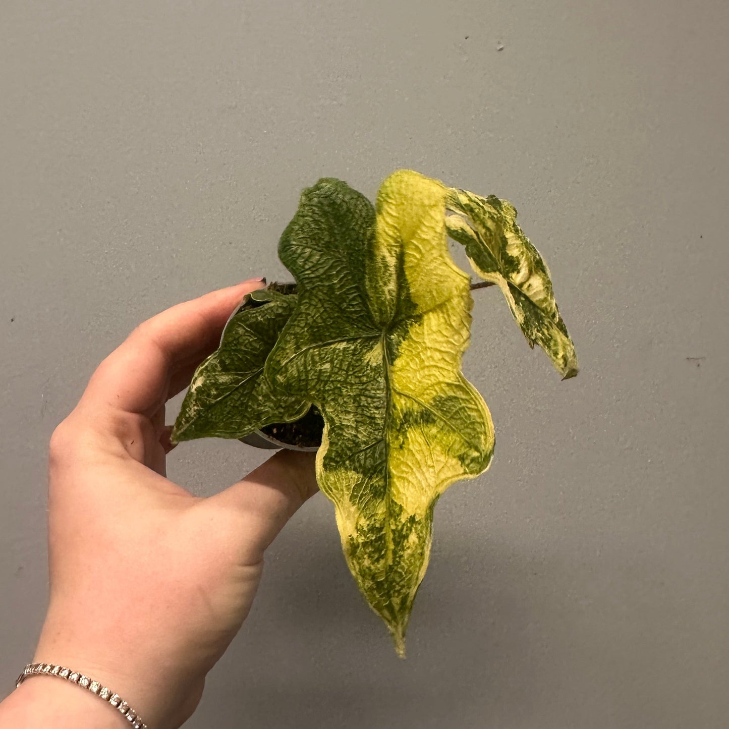 Alocasia Jacklyn Variegated