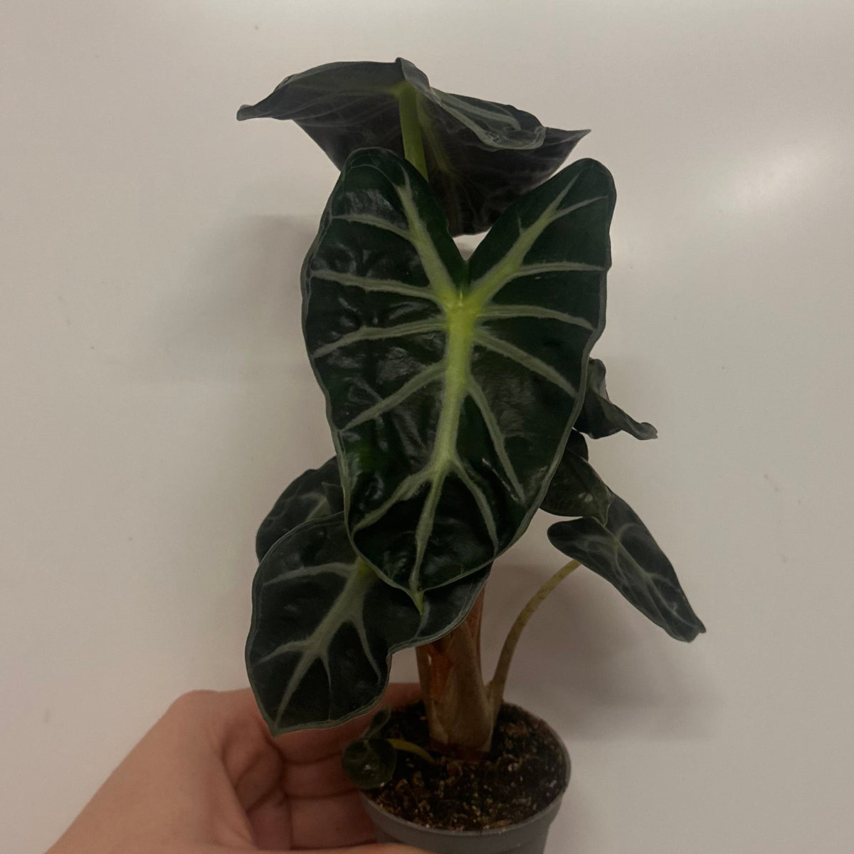 Mini Alocasia 'Heart Balloon'
