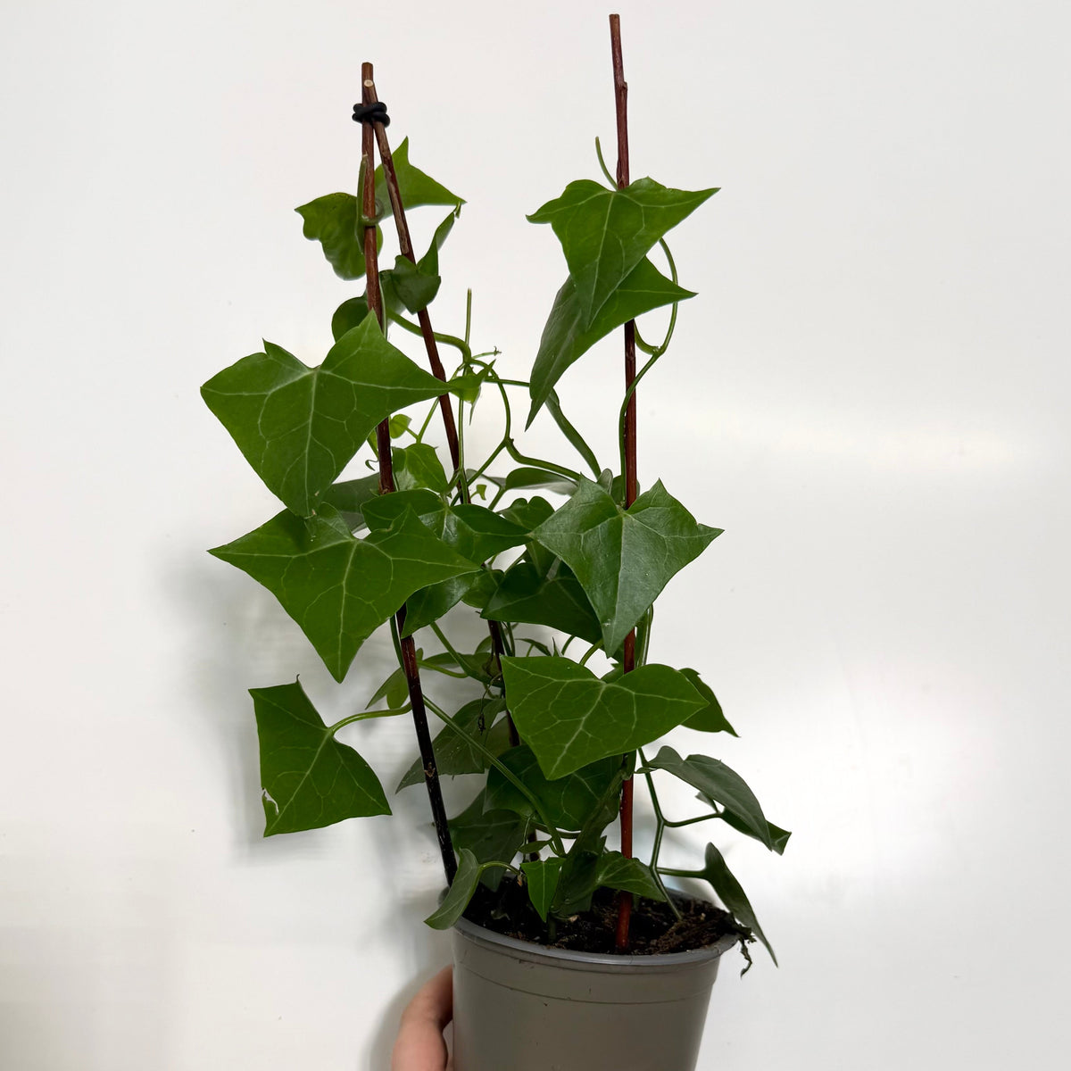 Senecio Macroglossus