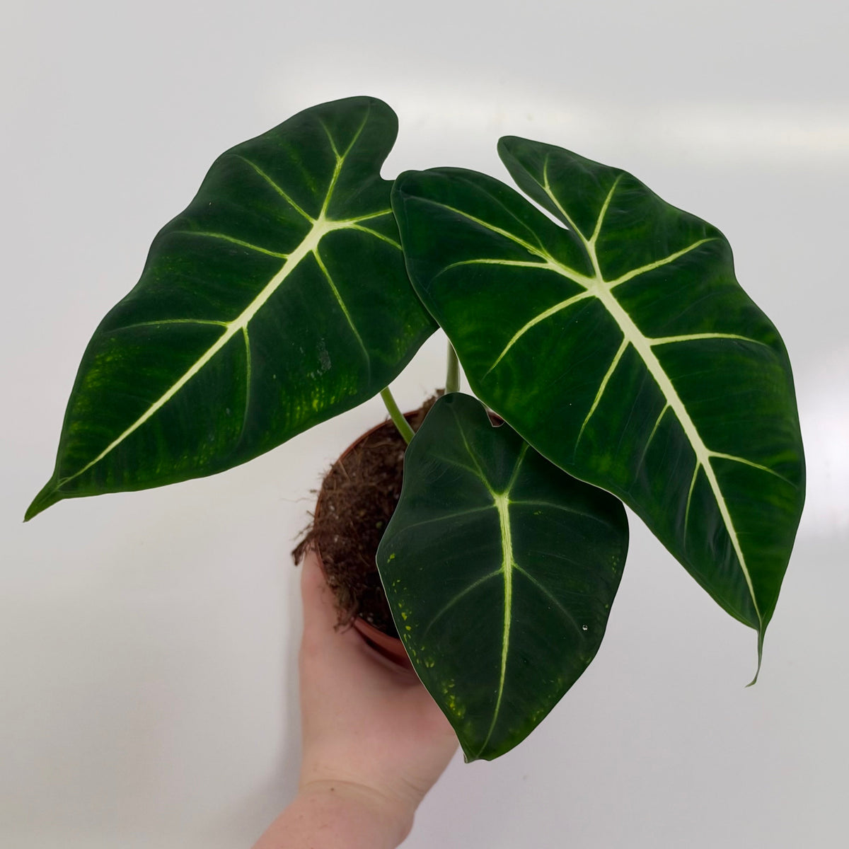 Alocasia Frydek