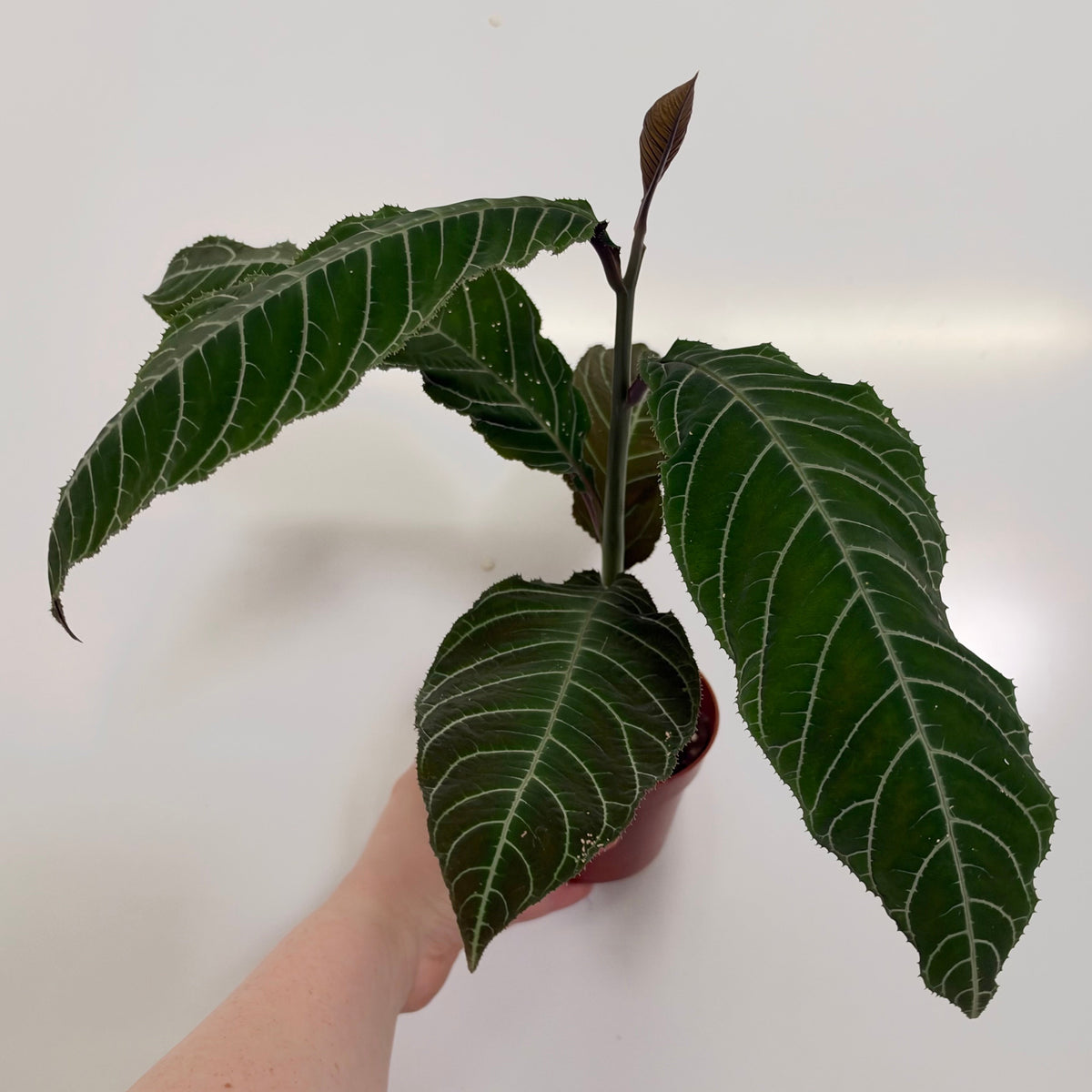 Labisia gigantifolia