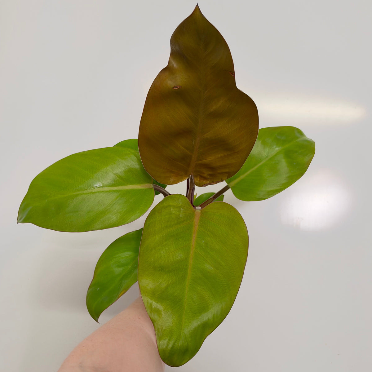 Philodendron Prince of Orange