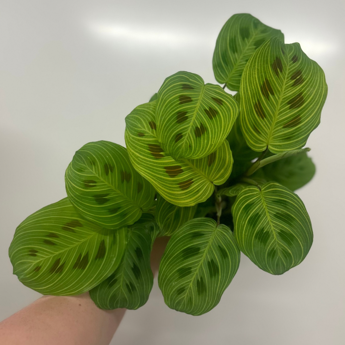 Maranta Leuconeura “Light Veins”