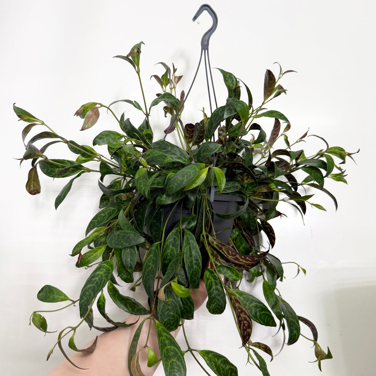 Hanging Aeschynanthus "Tiger"