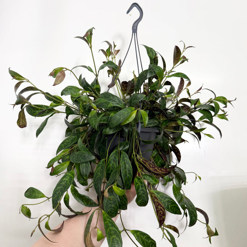 Hanging Aeschynanthus "Tiger"