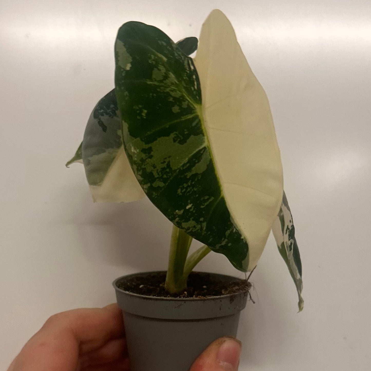 Alocasia Frydek Variegated
