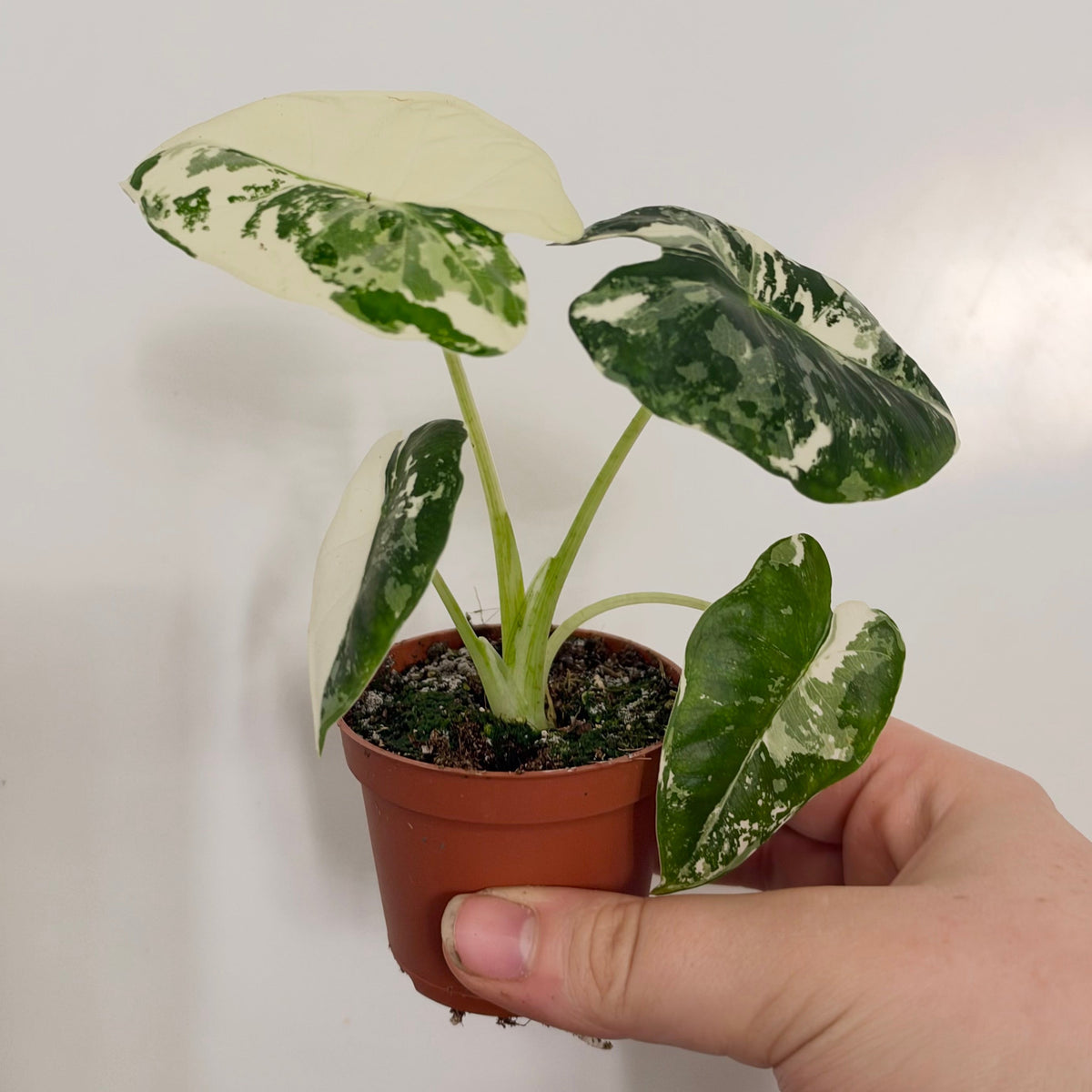 Mini Alocasia Frydek Variegated