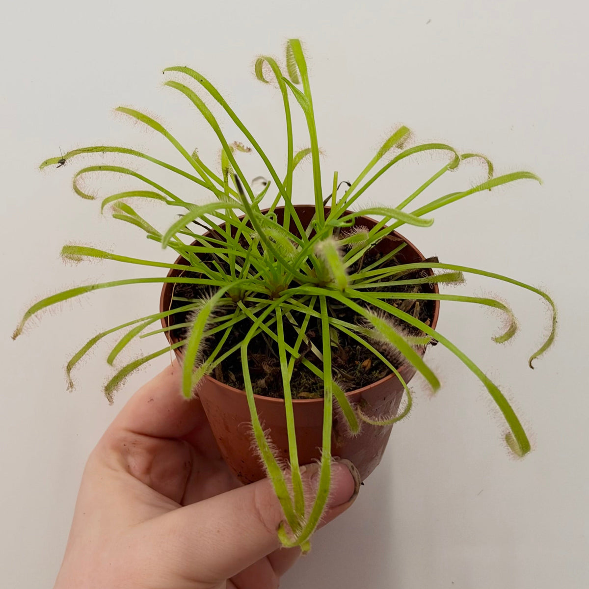 Sundew Drosera capensis Carnivorous