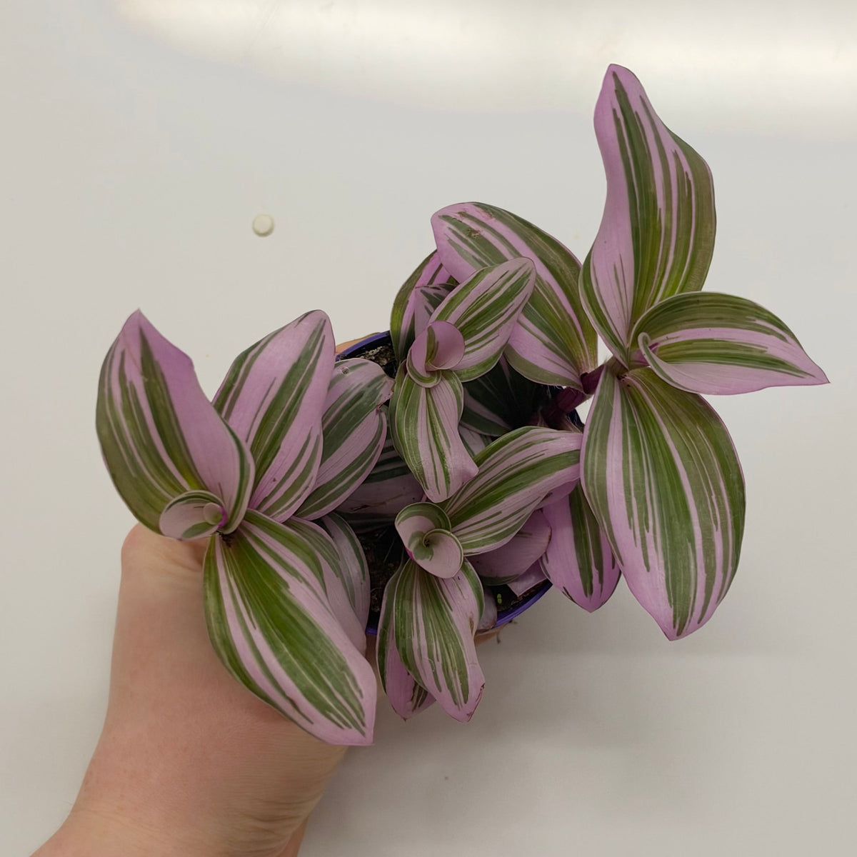 Tradescantia Nanouk