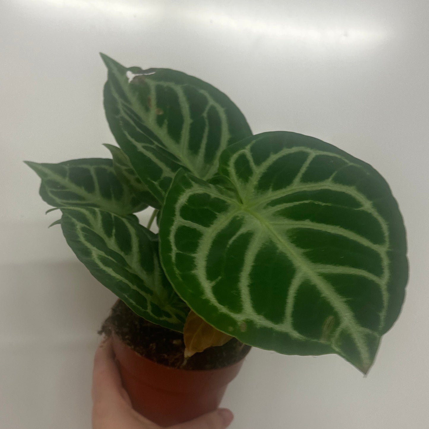 Anthurium Crystallinum