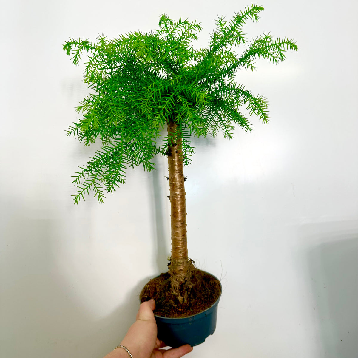 Bonsia Araucaria 'Monkey Puzzle'