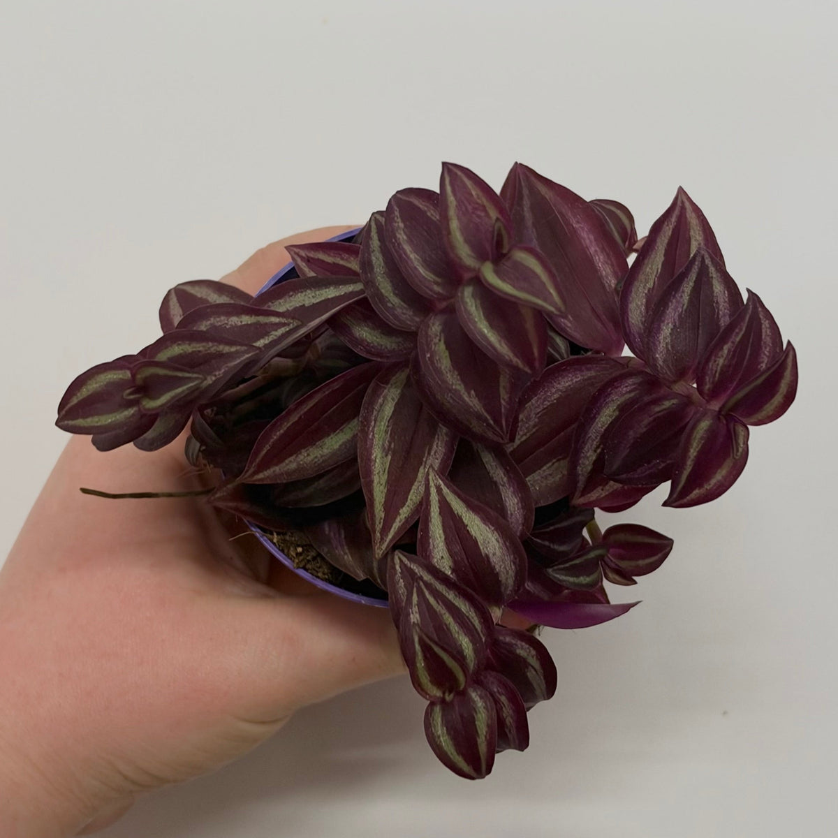 Tradescantia 'Pink Paradise'