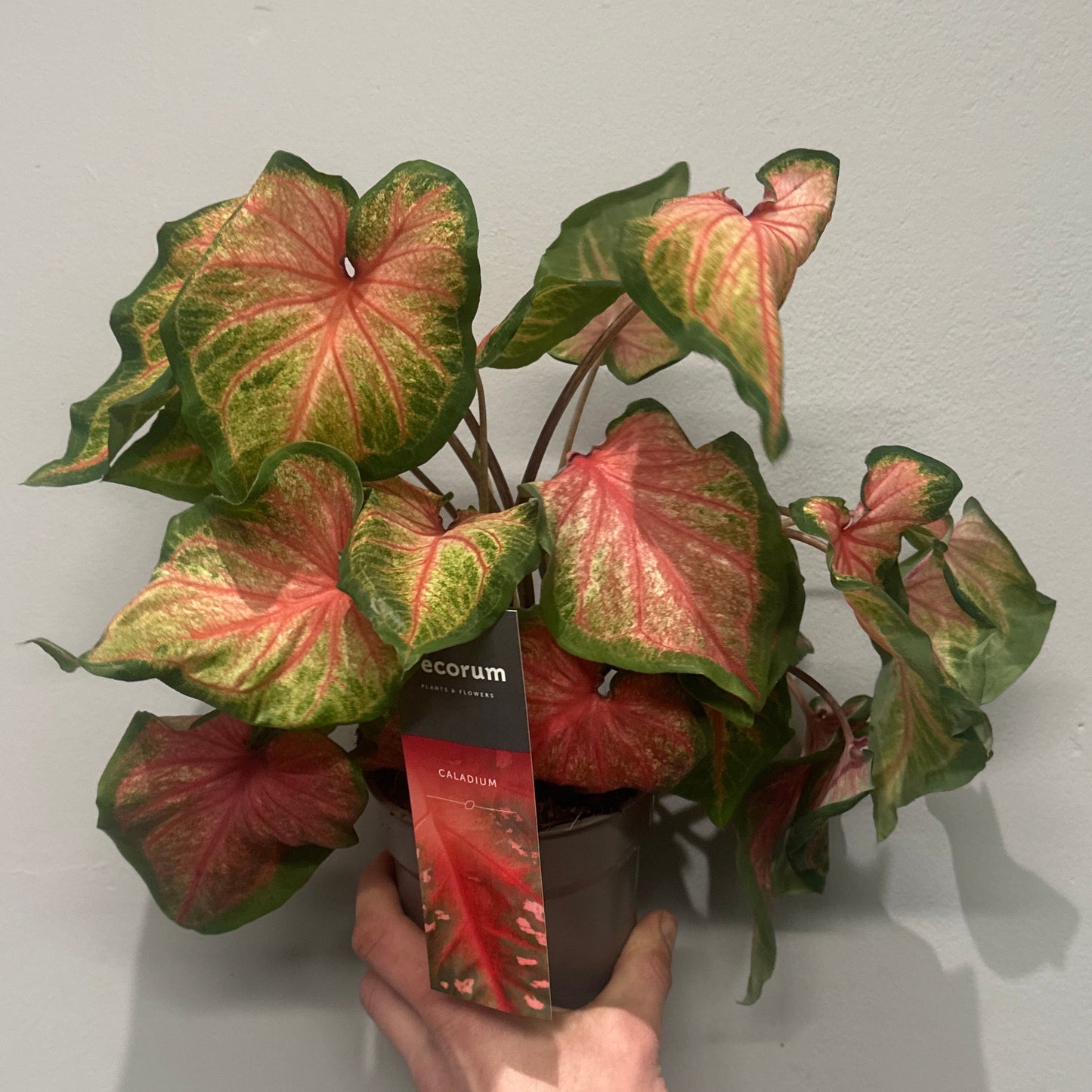 Caladium Roze
