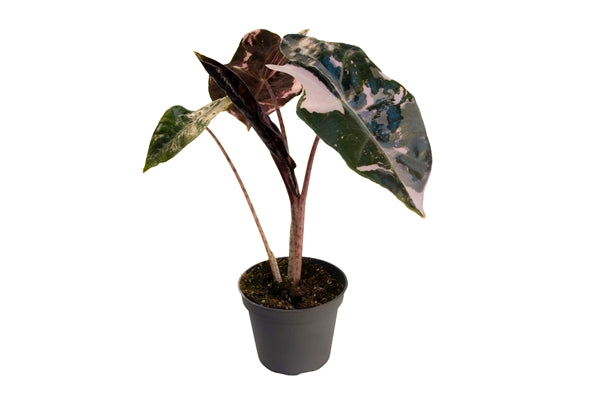 Alocasia Nobilis Pink Variegata- Pre Order