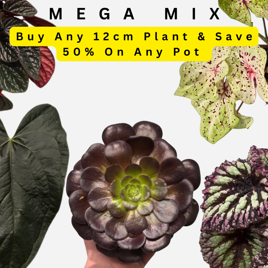Plant Pals, Any 12cm Plant & Save 50% On a pot