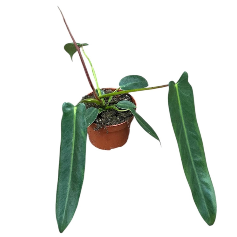 Philodendron Spiritus Sancti