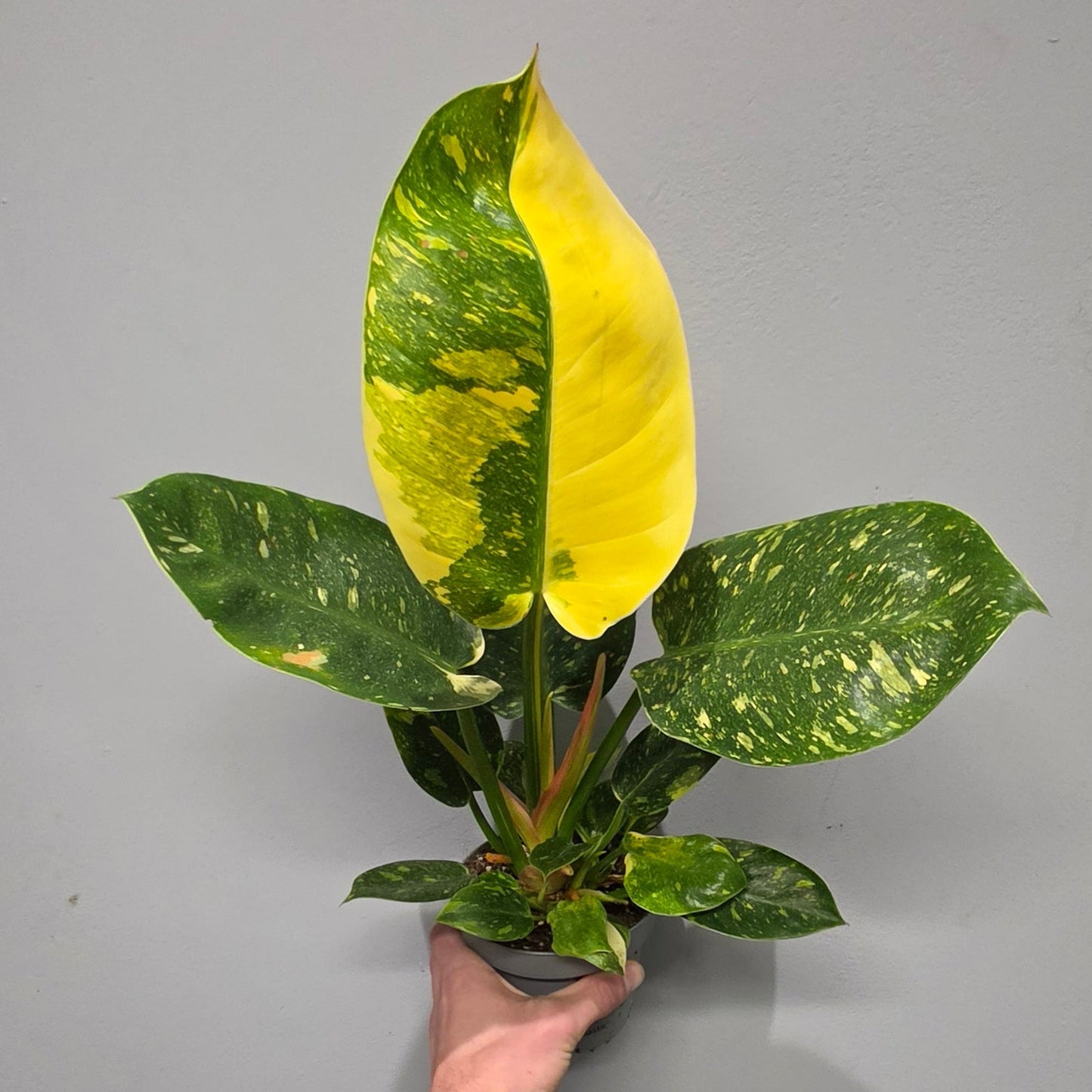 Philodendron Green Congo Variegated