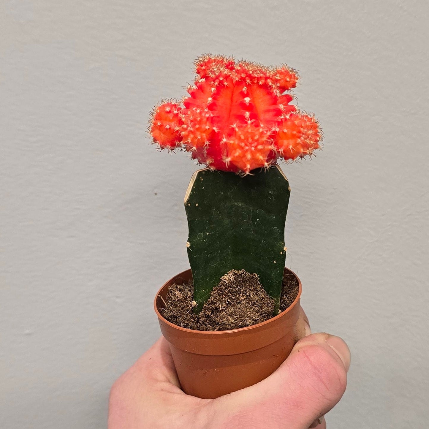 Mini - Gymnocalycium Mihanovichii Cactus