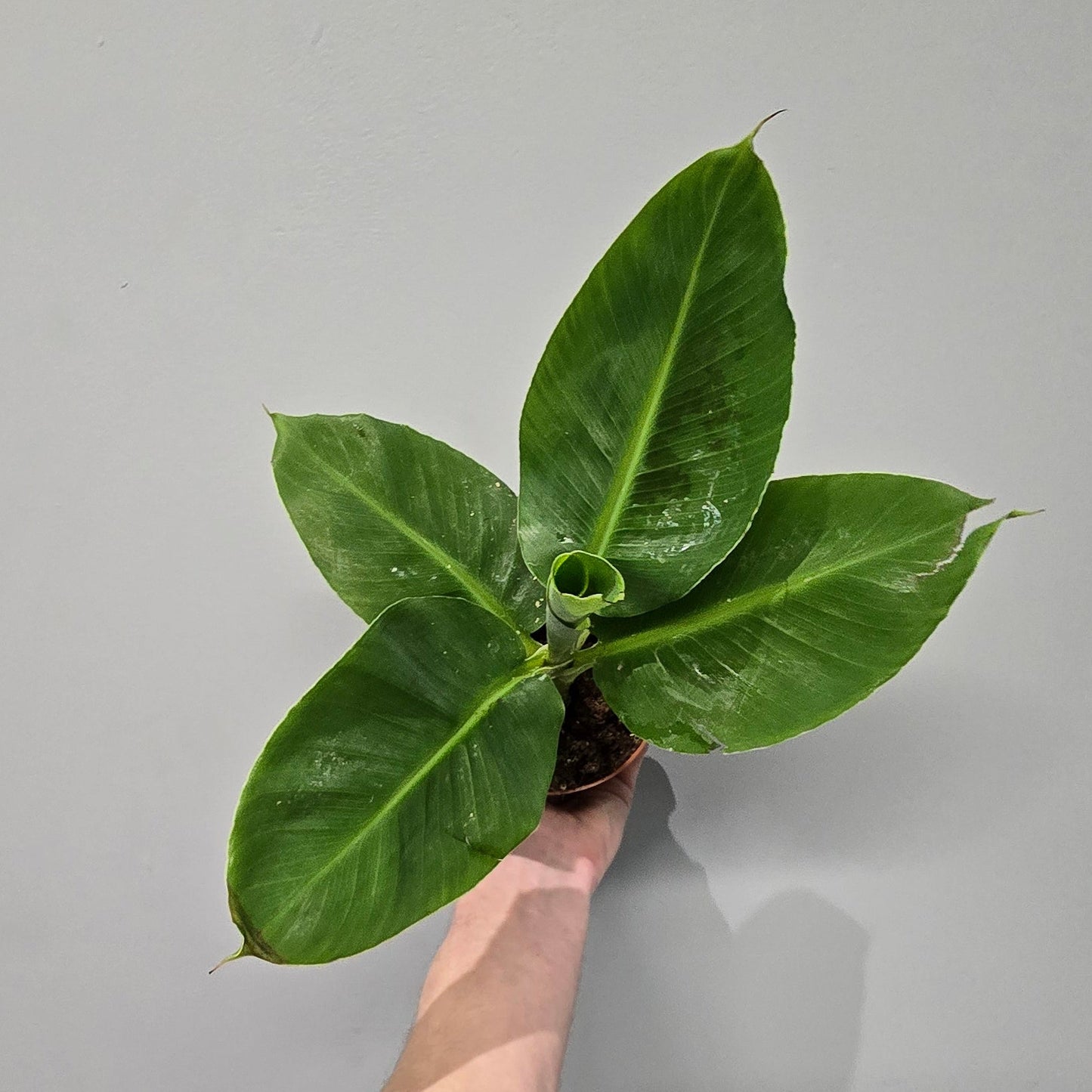 Musa 'Oriental Dwarf'