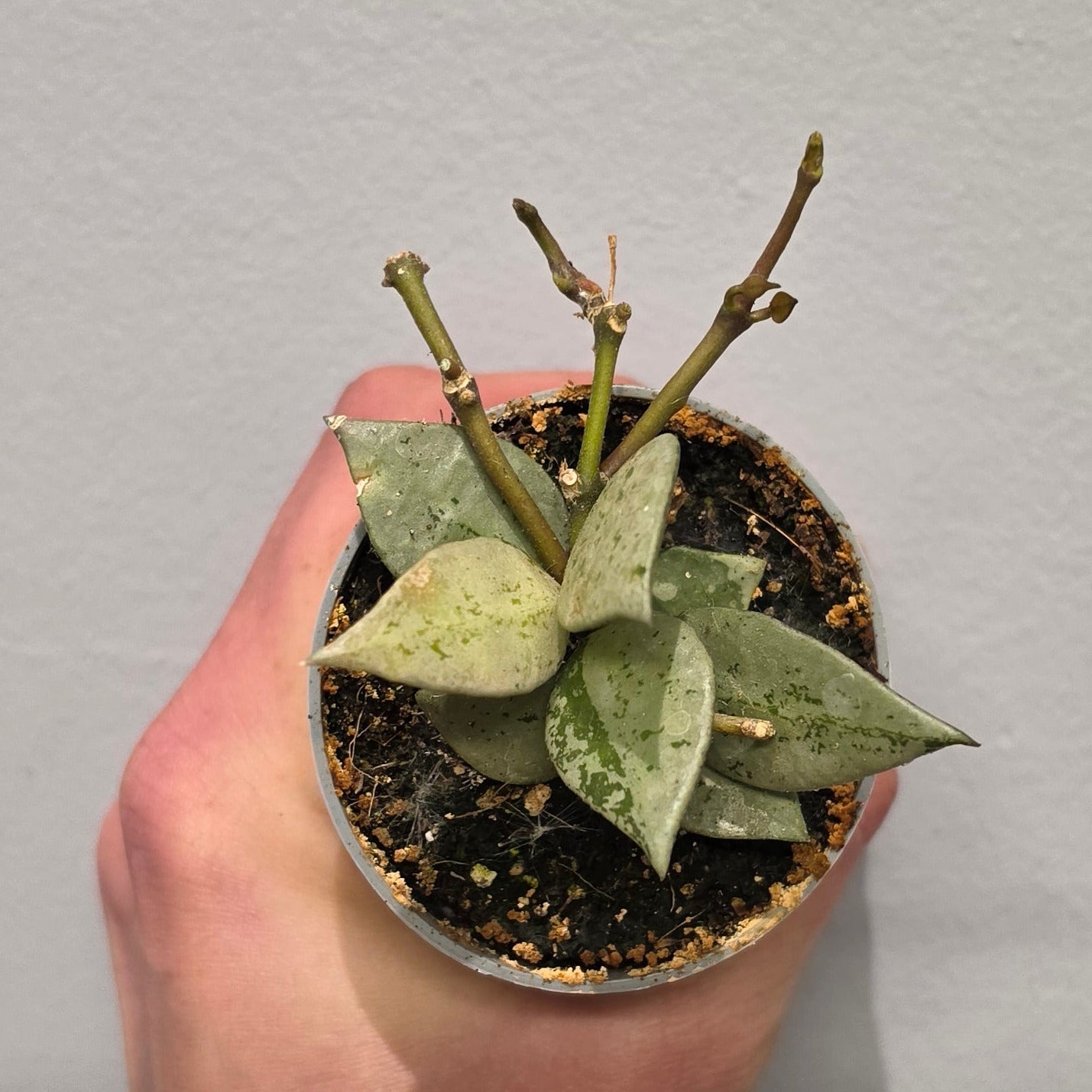 Mini Hoya Eskimo Super Silver