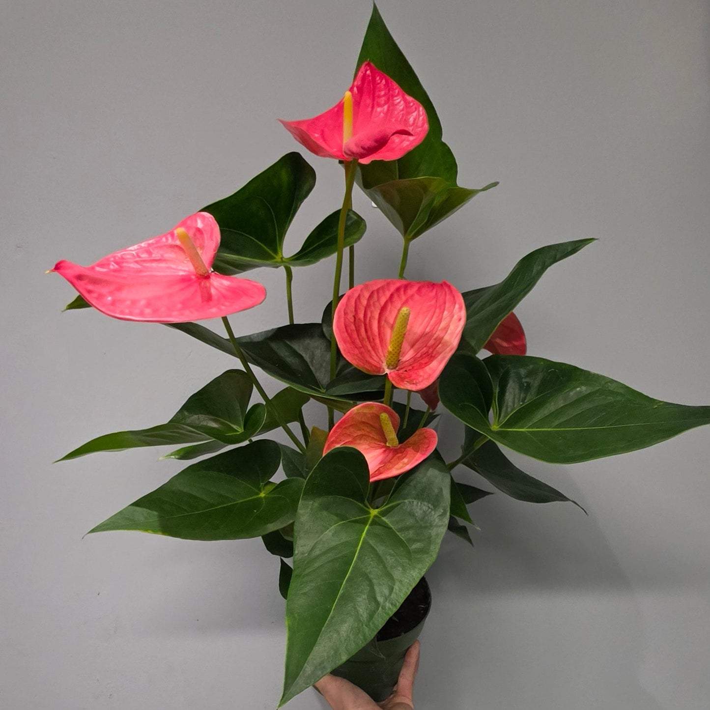 Anthurium 'Maine'