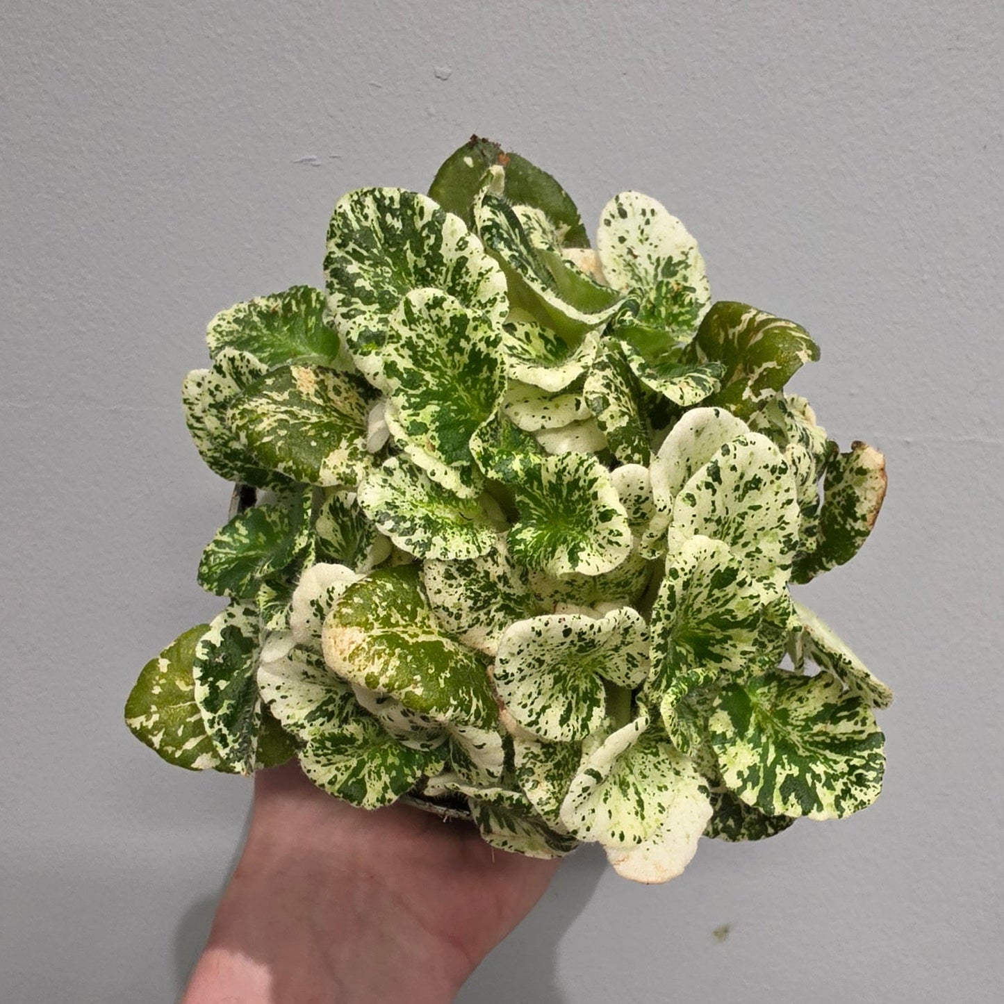 Saintpaulia Marble - African Violet