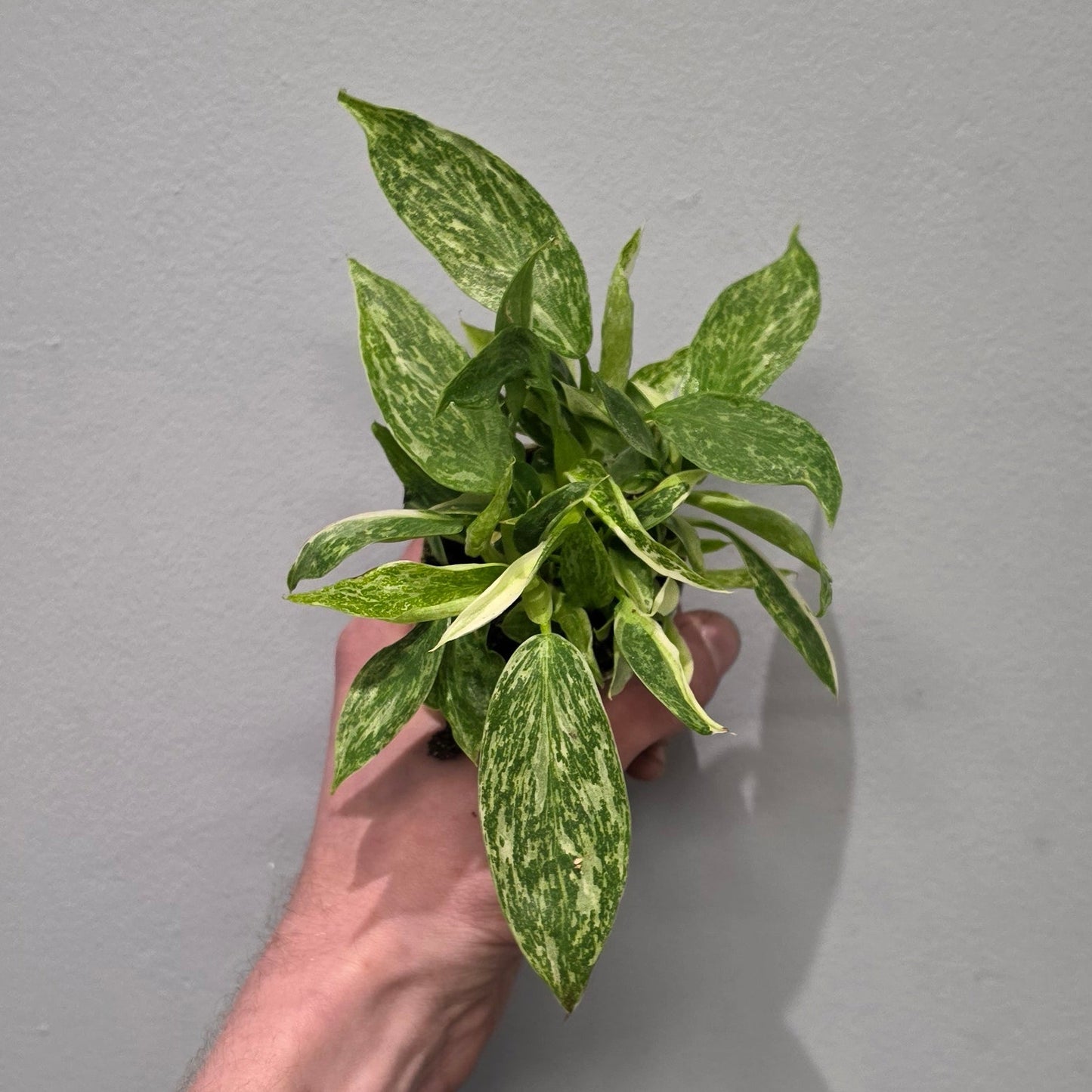 Mini Philodendron Jose Buono