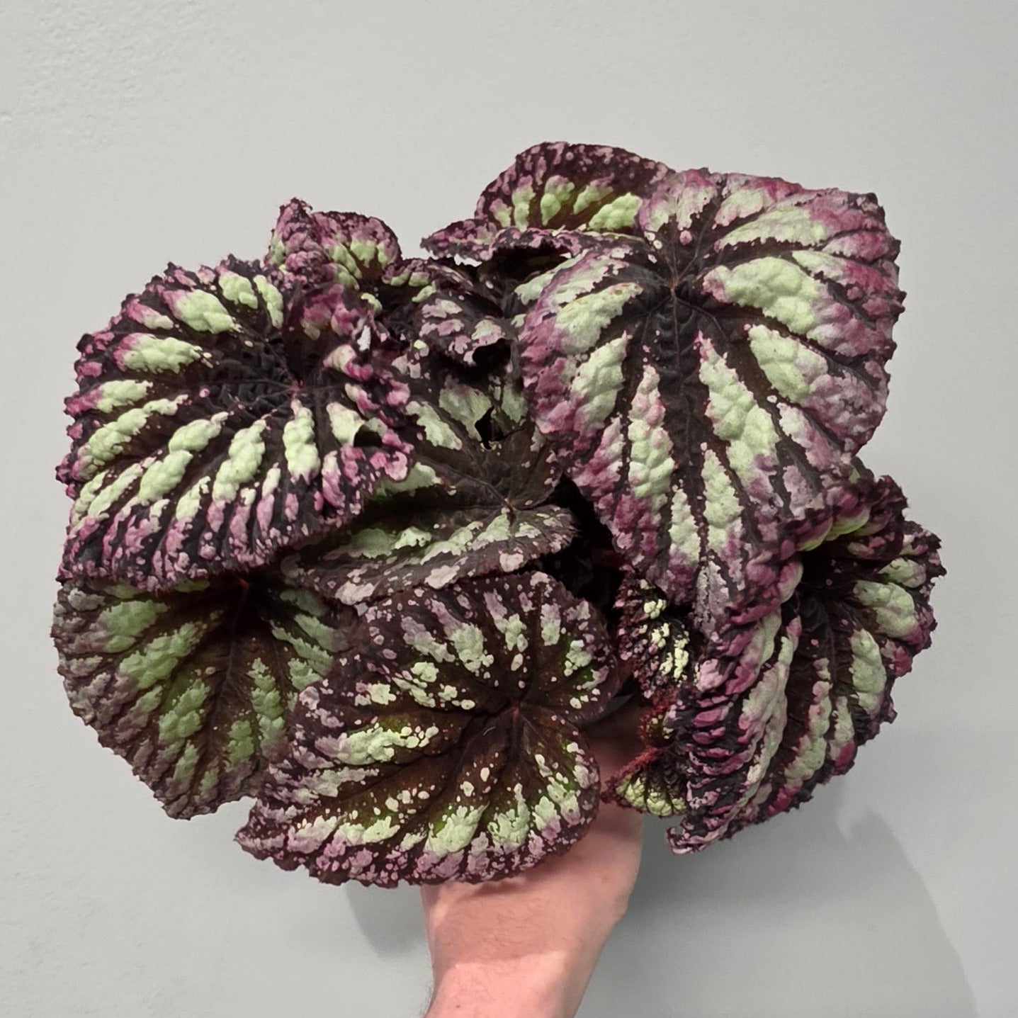 Begonia Rex Fireworks