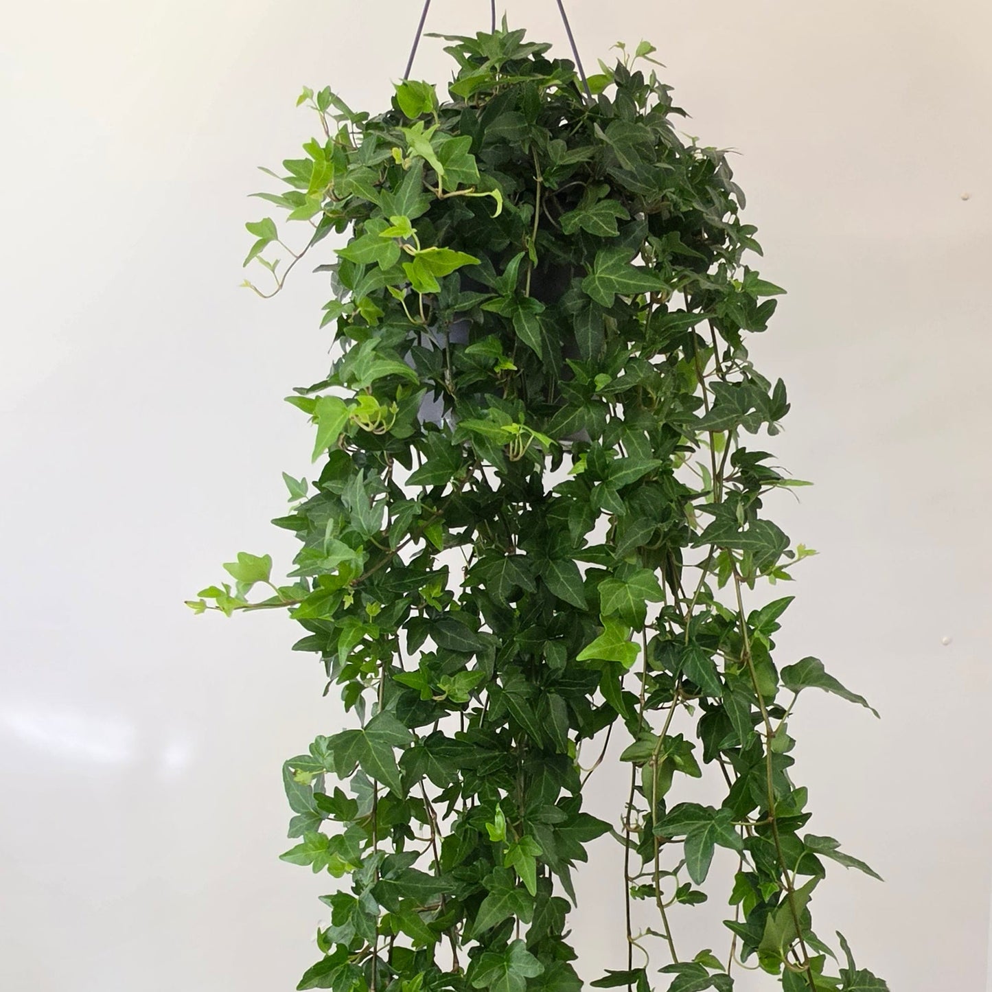 XL Hanging Hedera 'Shamrock' Ivy