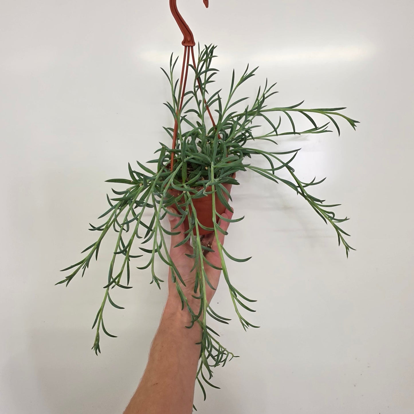 Hanging - Senecio Fish Hooks