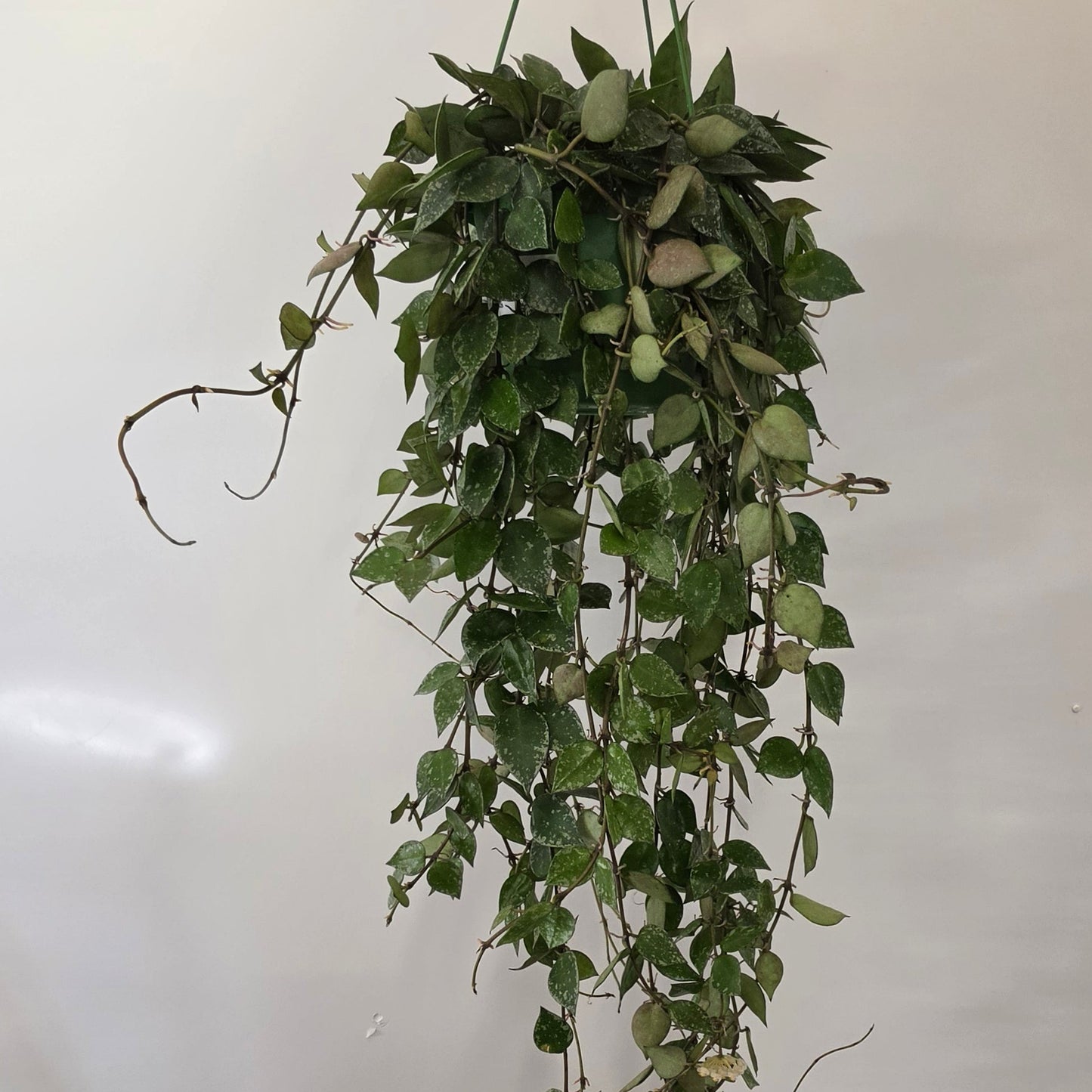 Hanging Hoya Krohniana 'Splash'