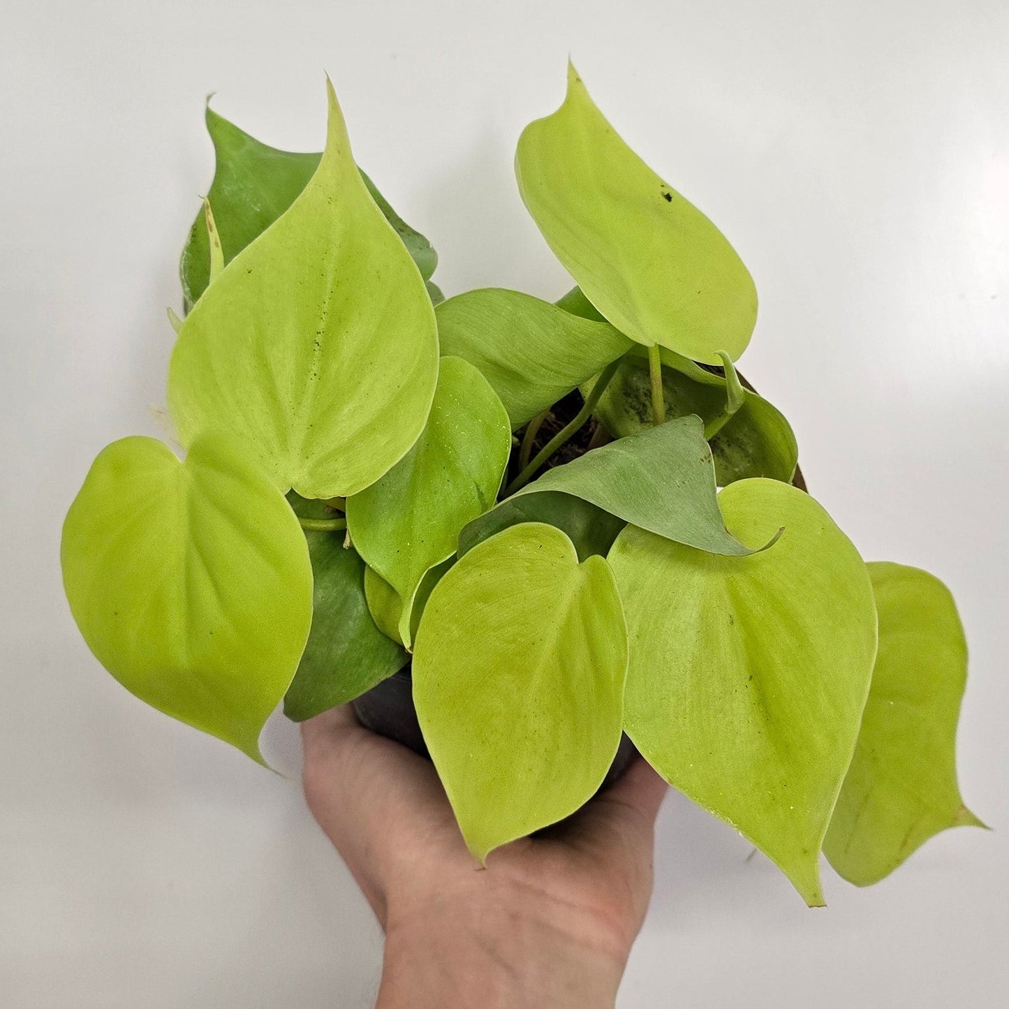 Philodendron Scandens Micans Lemon Lime