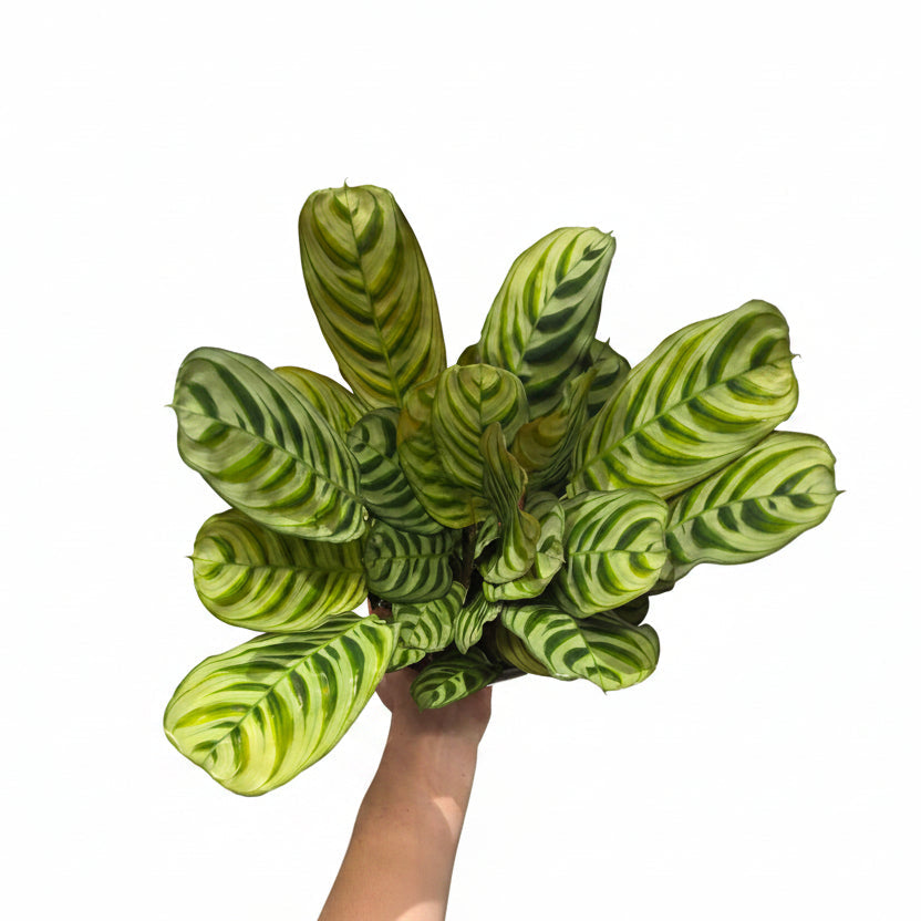 Ctenanthe Burle Marxii