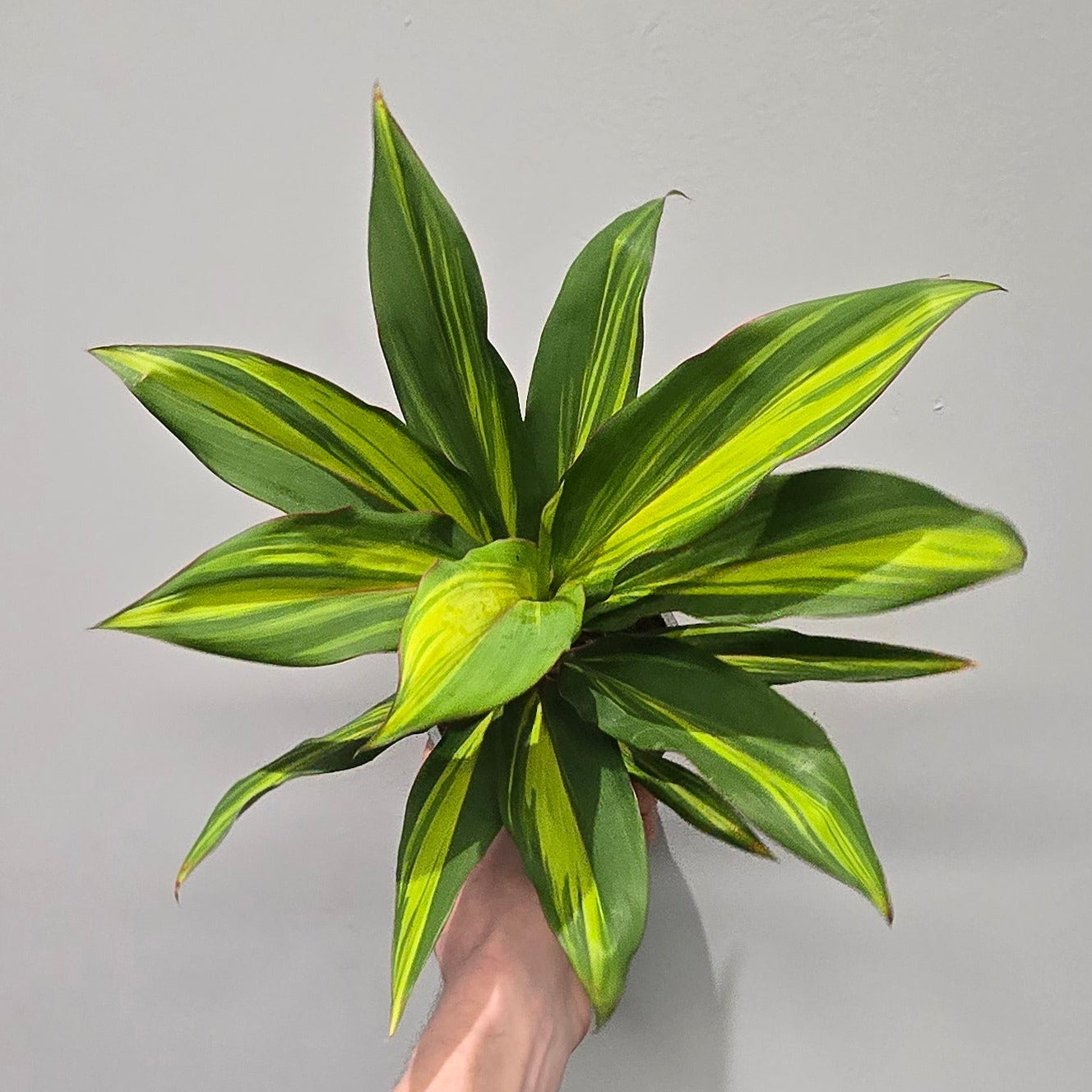 dracaena cordyline kiwi Cordyline Kiwi