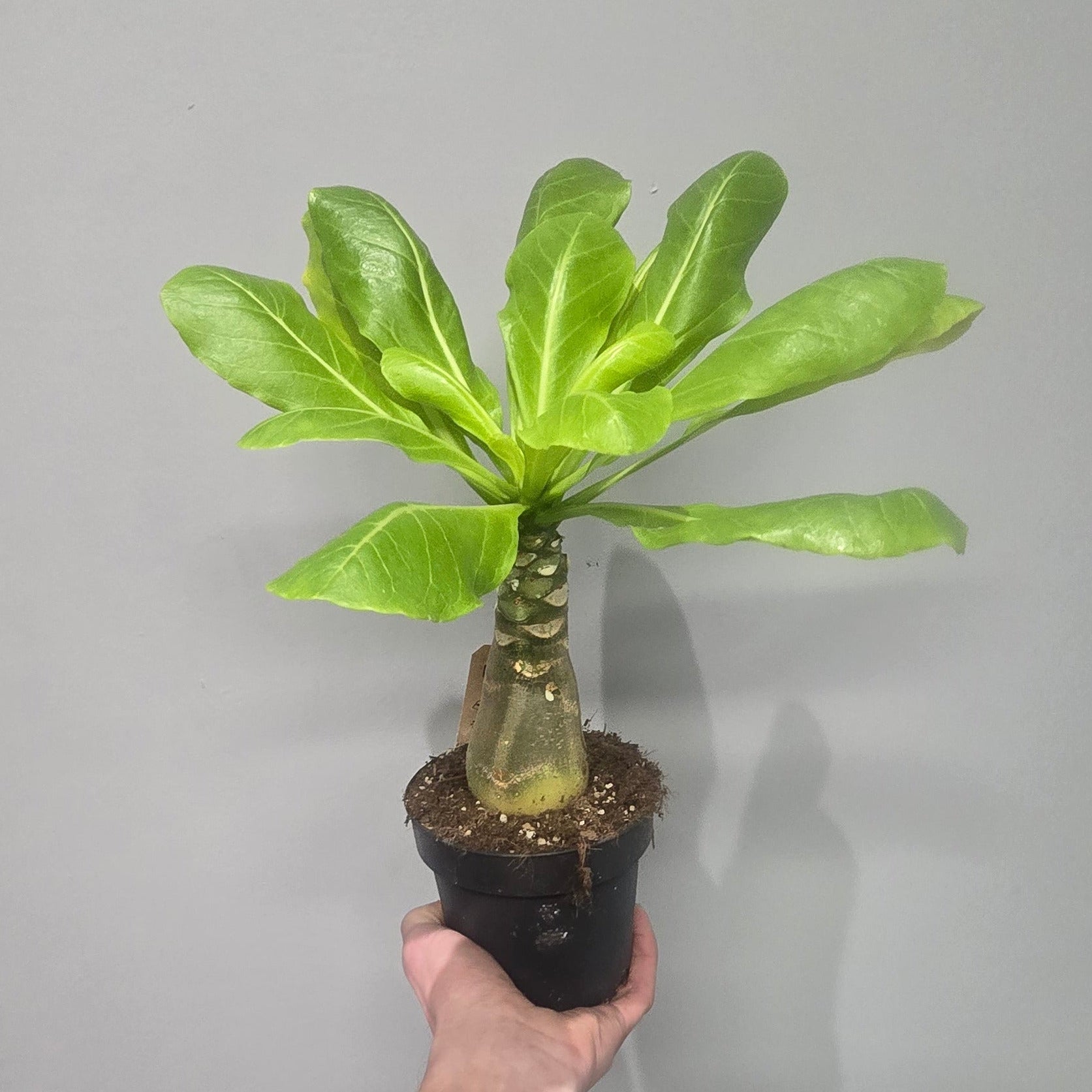 brighamia-insignis-hawaii-palm-rare-succulent-ey-up-plants