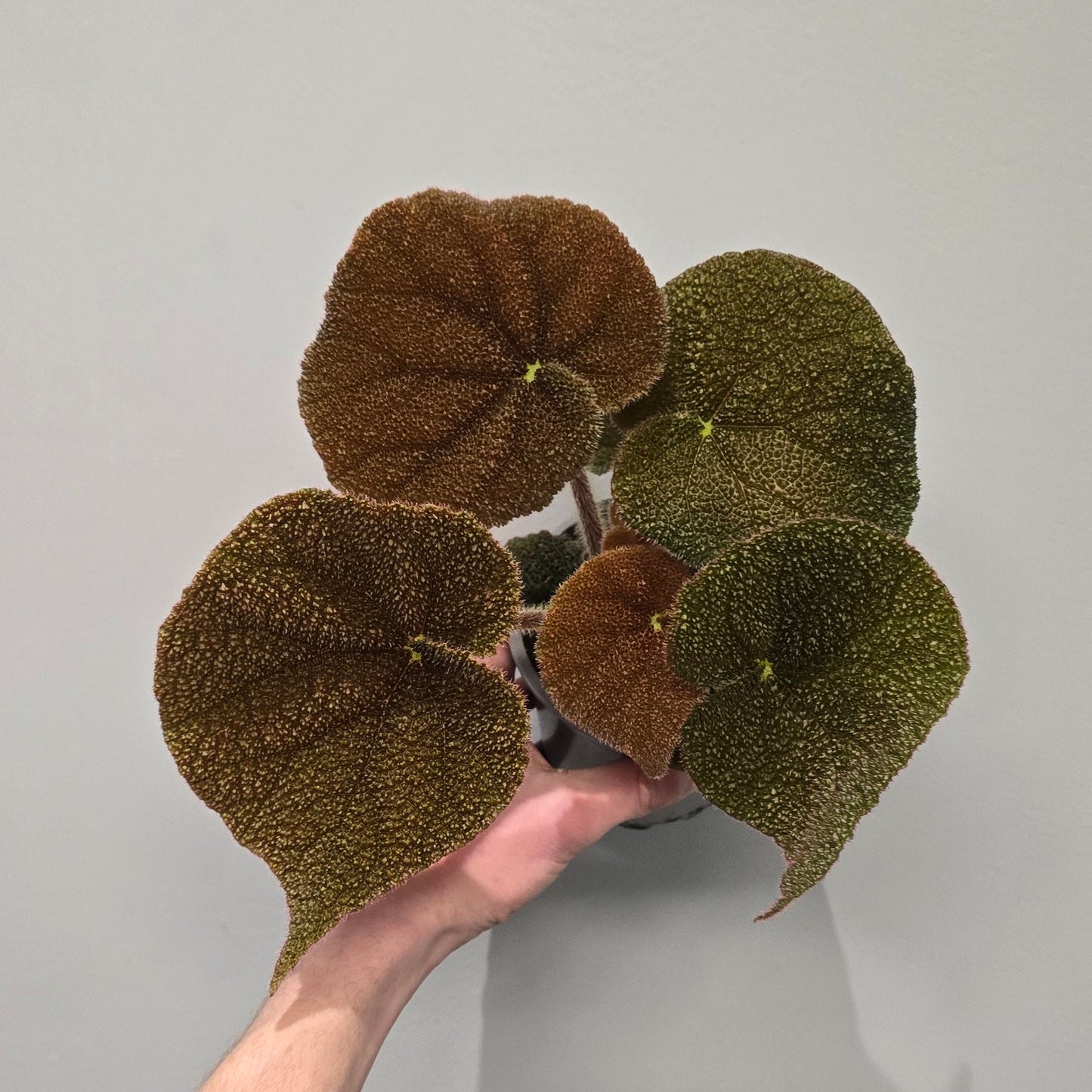 Begonia Masoniana "Iron Cross"