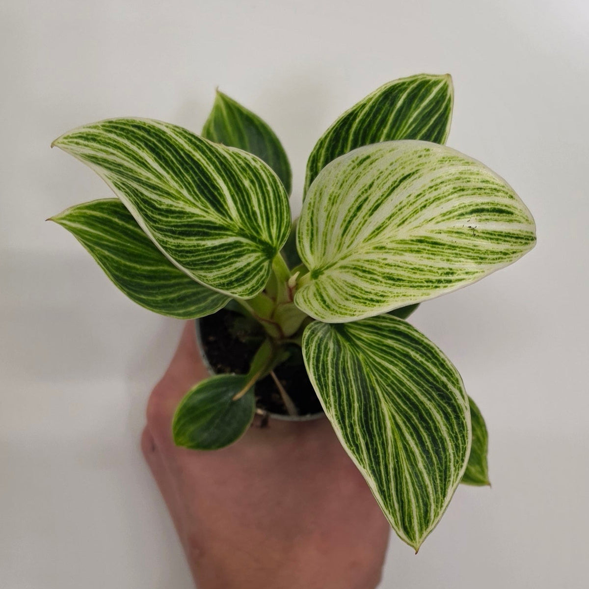 Mini Philodendron Birkin